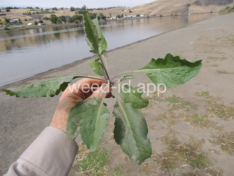 pepperweed, perennial